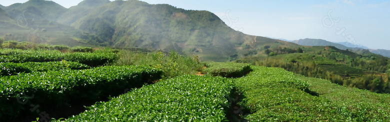 小清新山脉果园背景