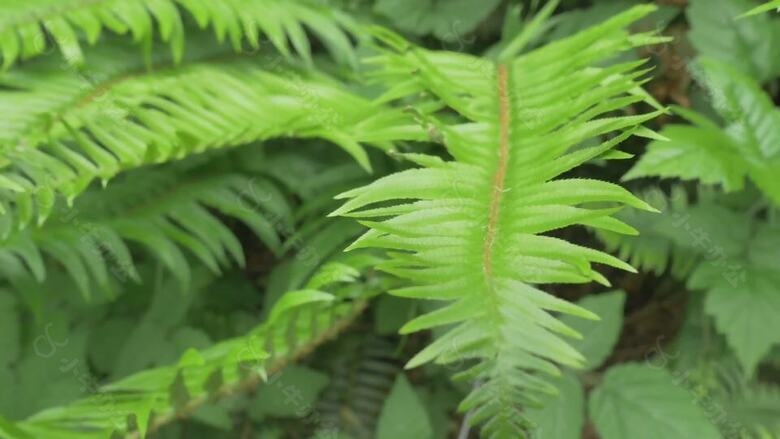 蕨类植物的叶子