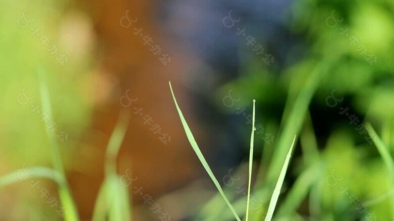 Grass