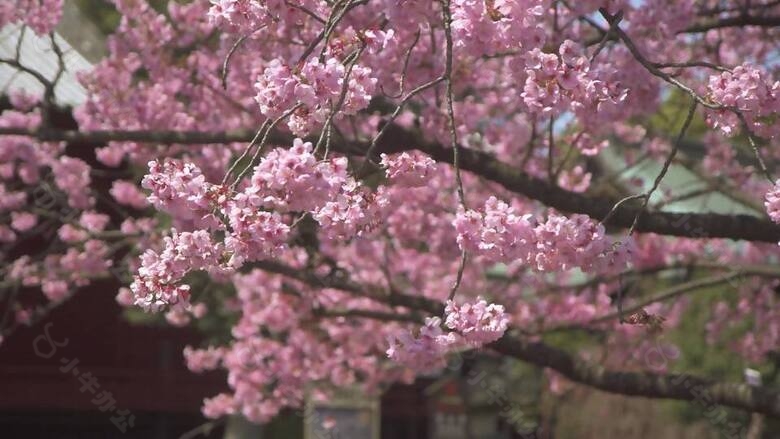 粉红色的樱花