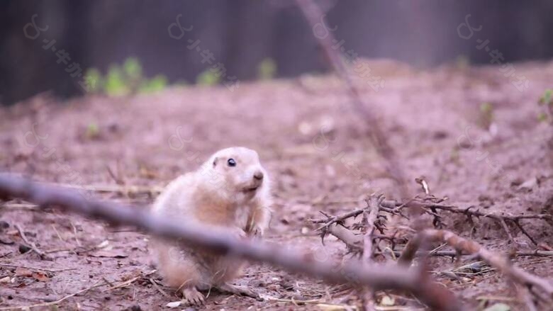 草原犬鼠1