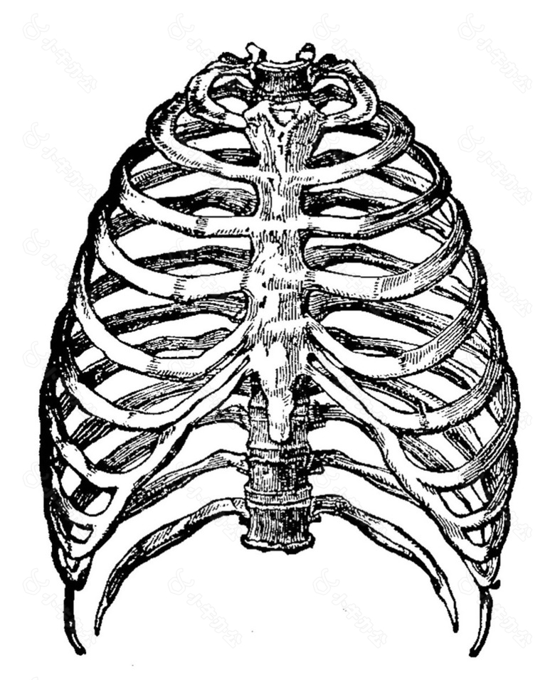 手绘胸腔肋骨素描免抠png透明素材
