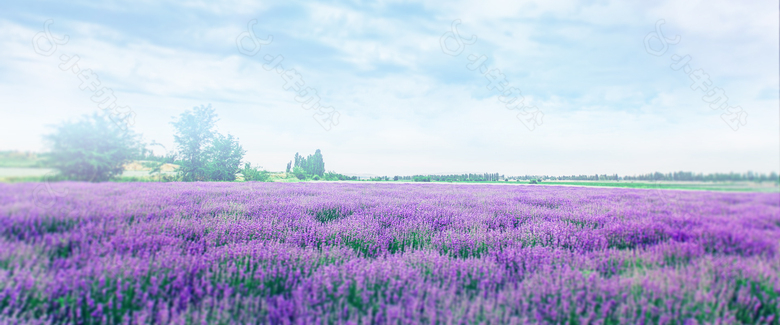 浪漫紫色花海banner背景素材