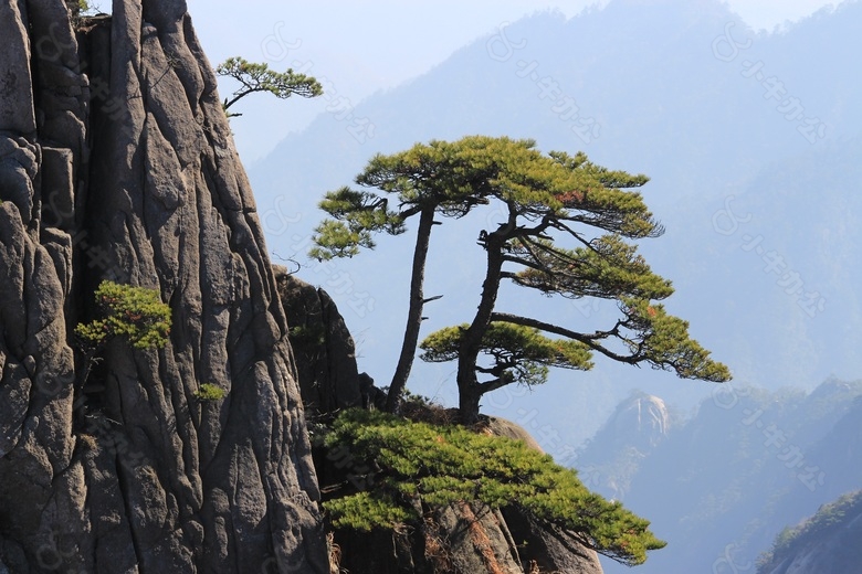 黄山独树一帜迎客松风景画