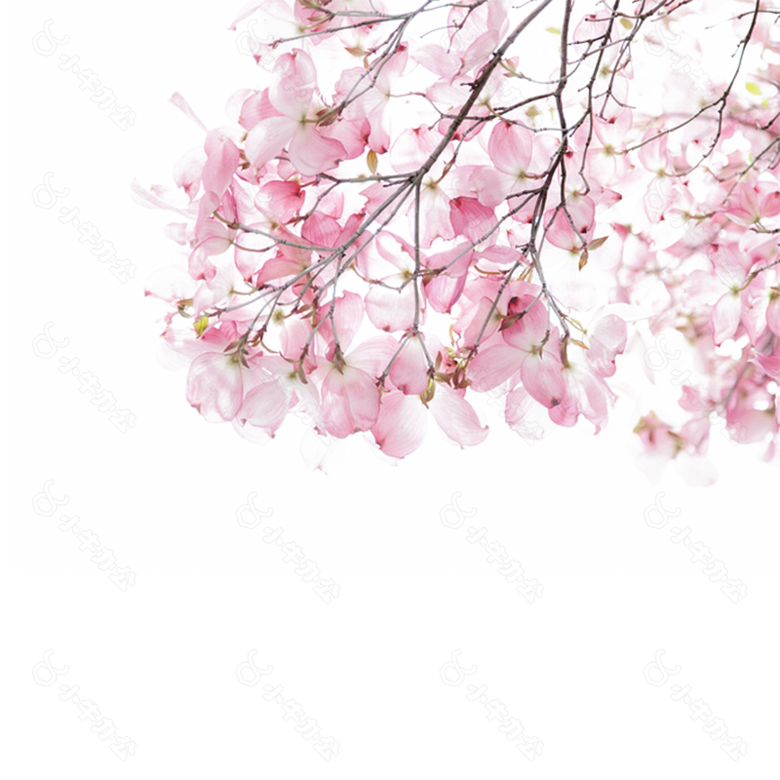 清新文雅粉色花枝樱花装饰元素