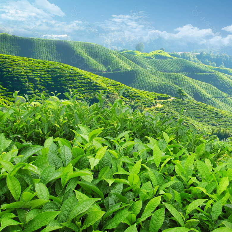 绿色茶山主图背景设计