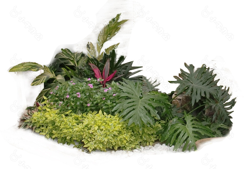 园林植物草坪