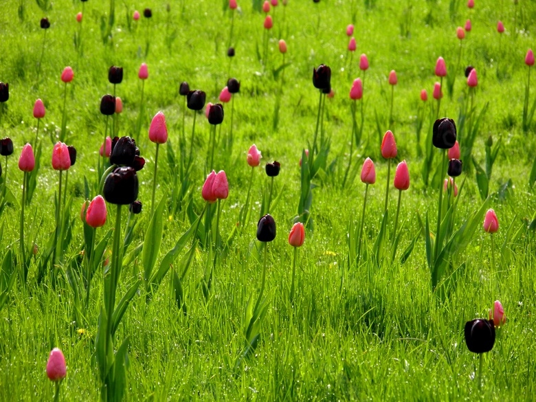 草地,鲜花,郁金香