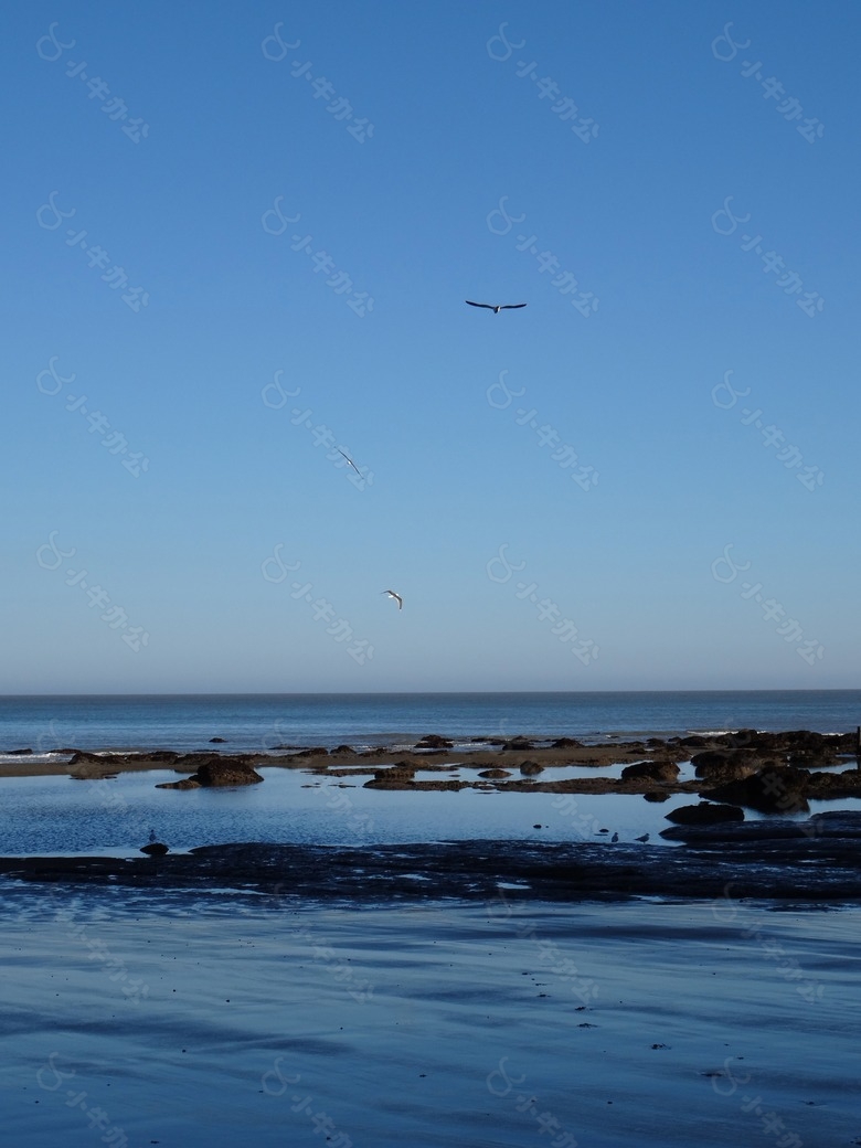 海鸥,海洋,海