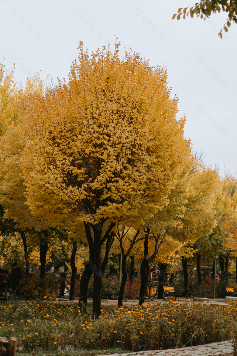 秋天 枫树