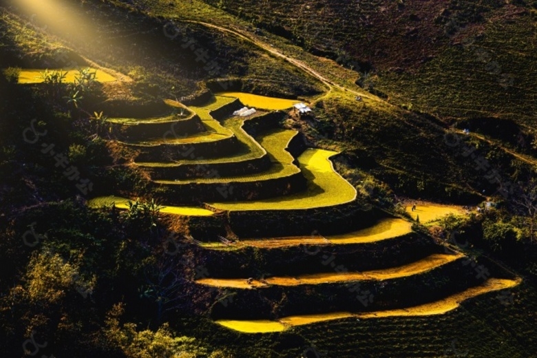 高山水稻梯田景观