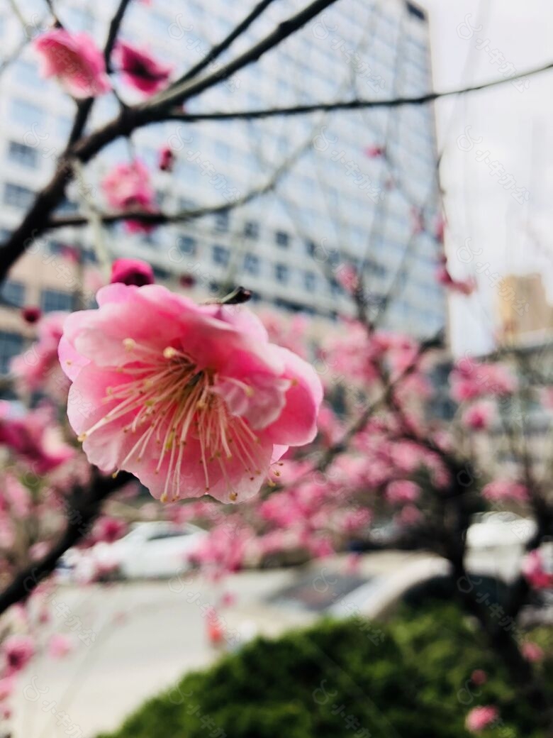 春日桃花开