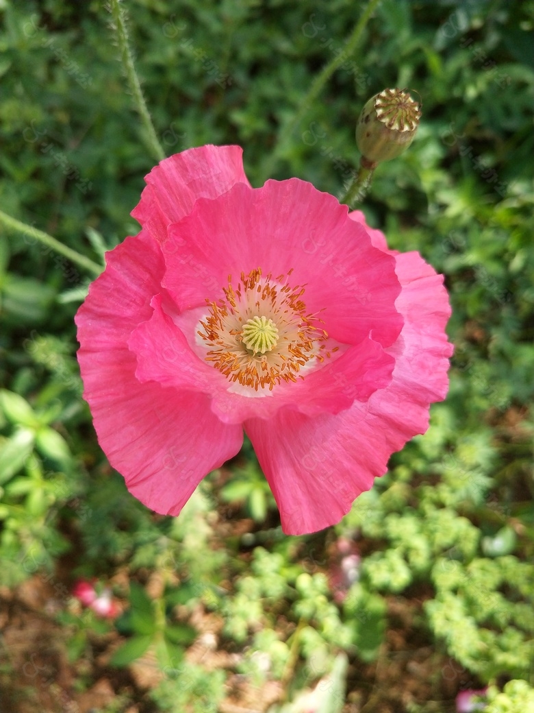 虞美人花朵特写