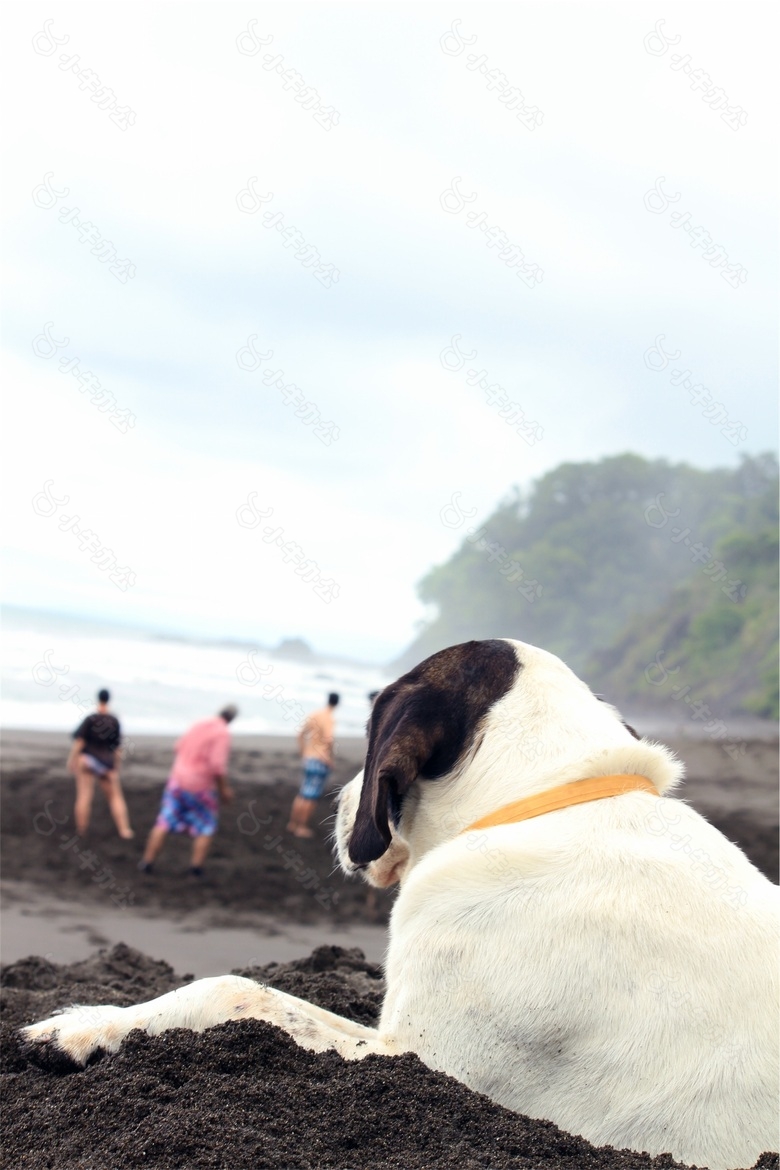 狗,宠物,动物