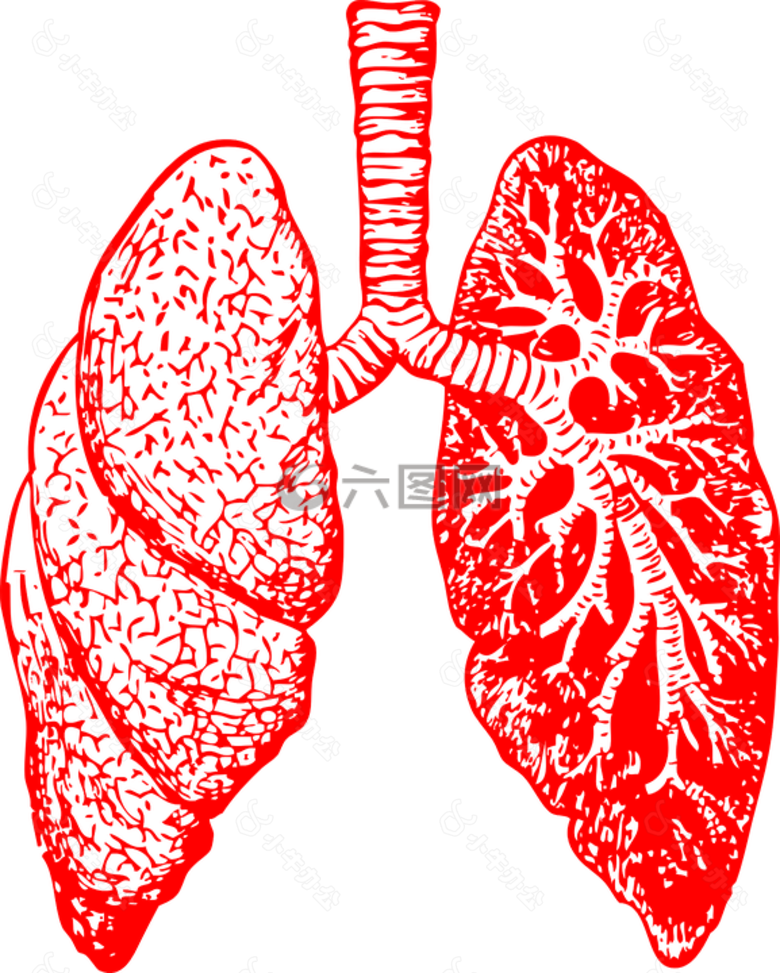 肺,解剖,呼吸