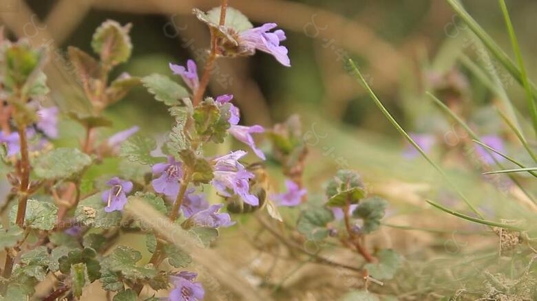 实拍花枝上的蜜蜂视频素材