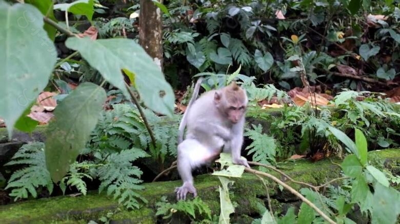 实拍树枝上玩耍的小猴子视频素材