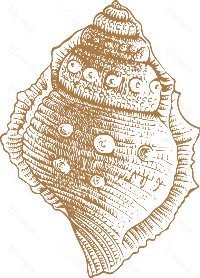 海螺图片素材