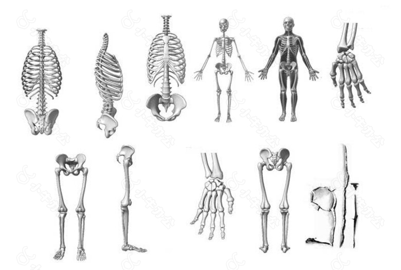PS笔刷 人体骨骼