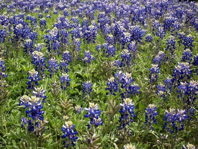 bluebonnets,野花,原野