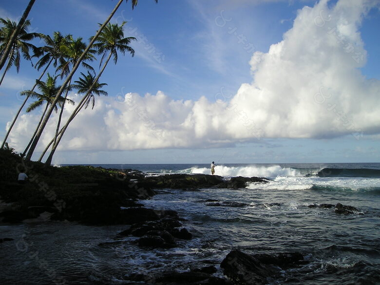 棕榈树,海,海滩