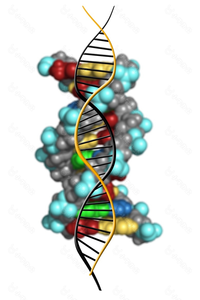 dna,脱氧核糖核酸,dns