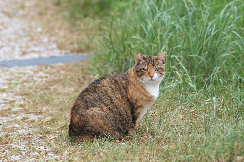 野猫可怜的叫声音效