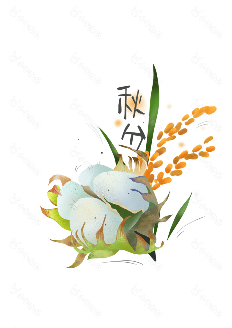 手绘棉花秋分节气插画素材