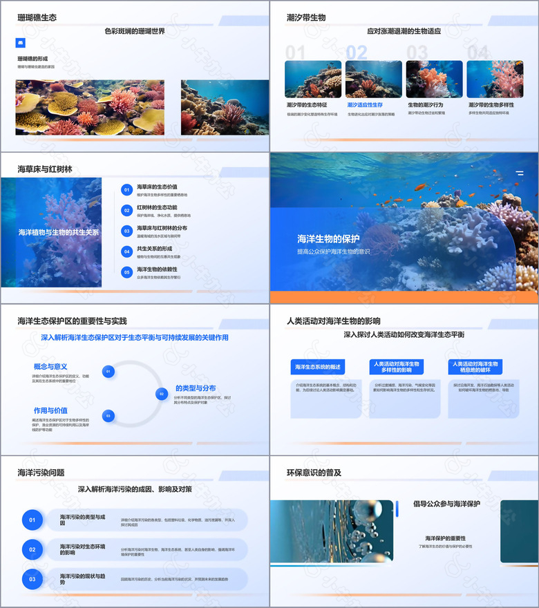 蓝色摄影风海洋生物知识科普PPT模板no.2