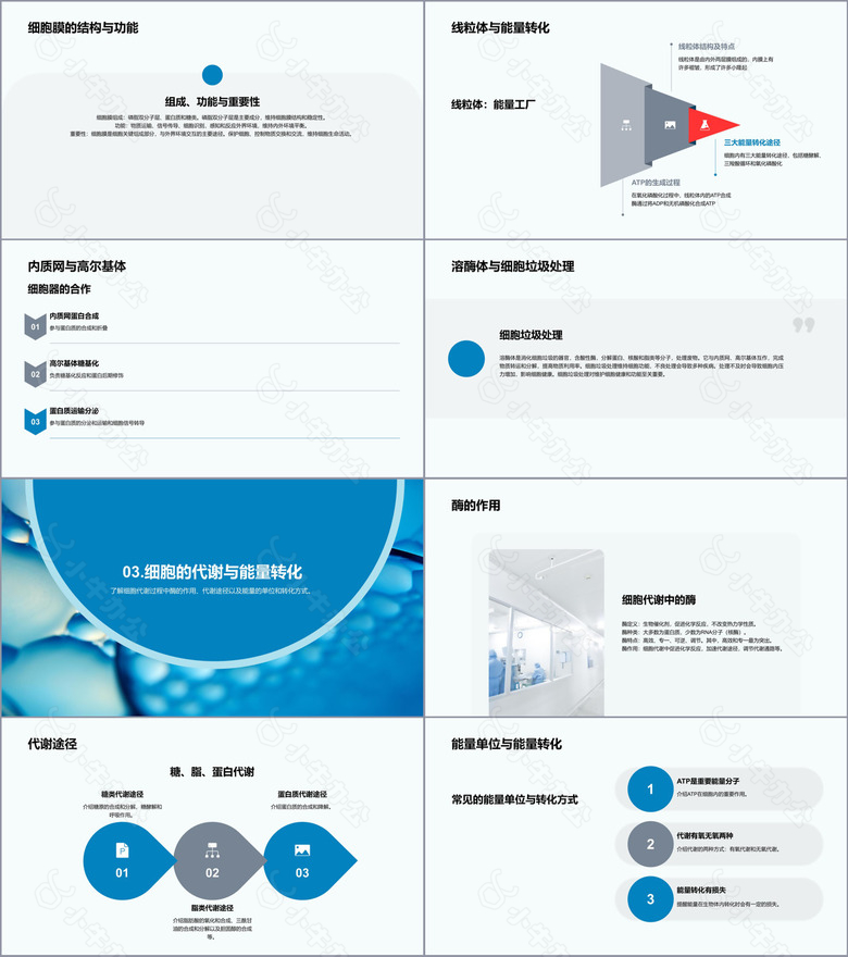 蓝色细胞结构和功能介绍PPT模板no.2