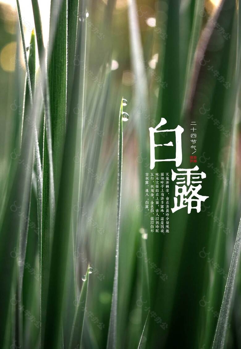 创意白露海报