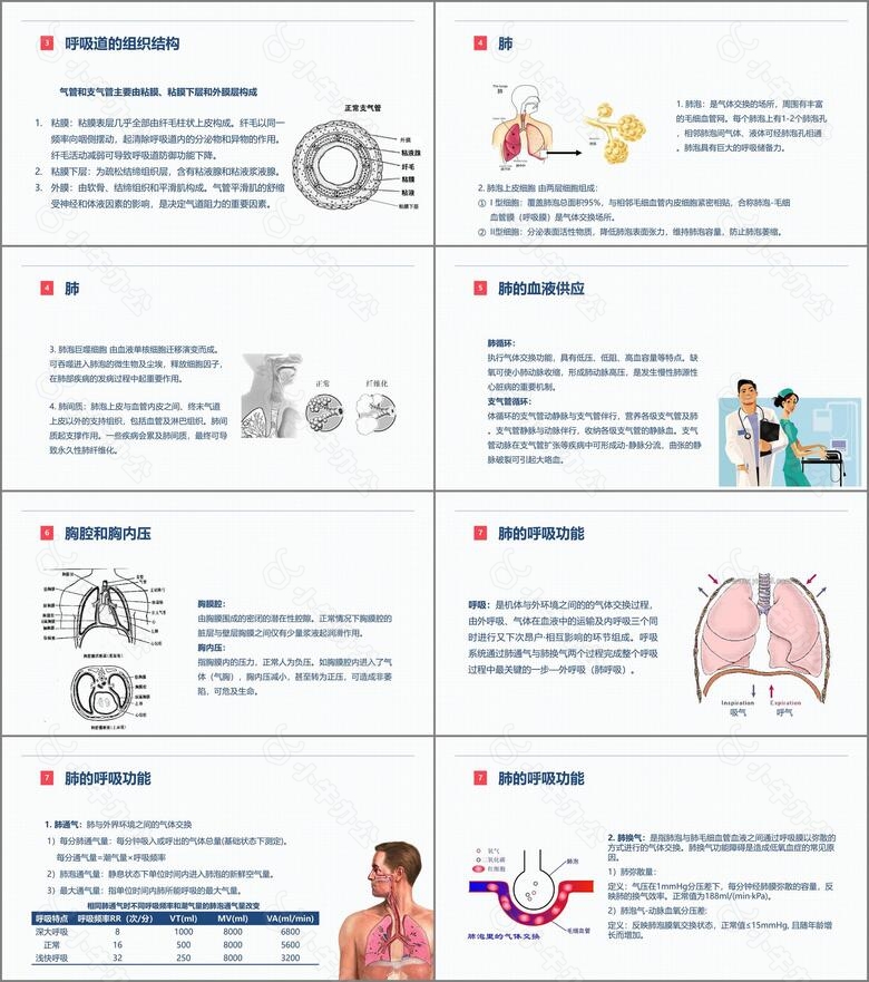 呼吸系统的结构功能与疾病关系no.2