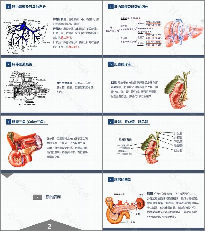 肝胆胰的解剖结构no.2